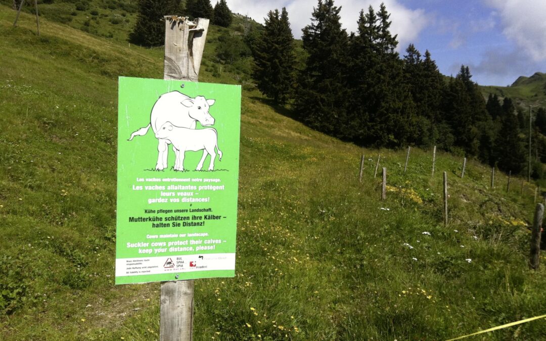 Mutterkühe auf Alpweiden – Chancen und Risiken