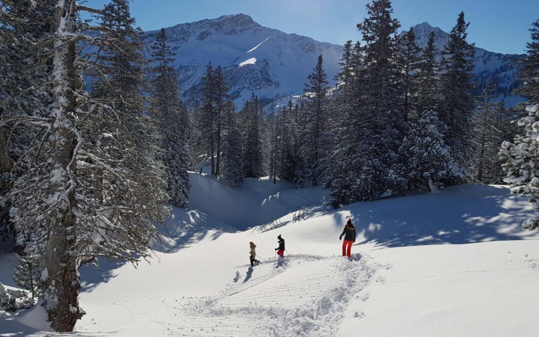 Freizeitnutzung im Winter – Auswirkungen auf das Ökosystem