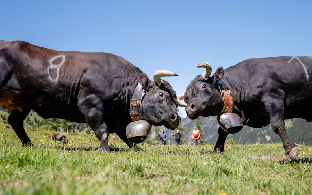 Eringer – Königinnen der Alpen
