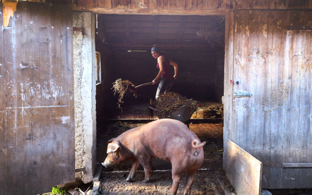 Schwein gehabt – Die Rolle der Alpsauen