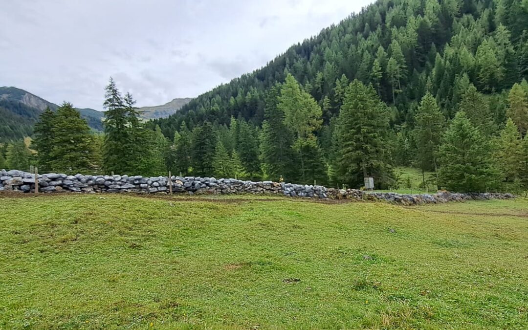 Stein auf Stein – Trockenmauern und die Biodiversität